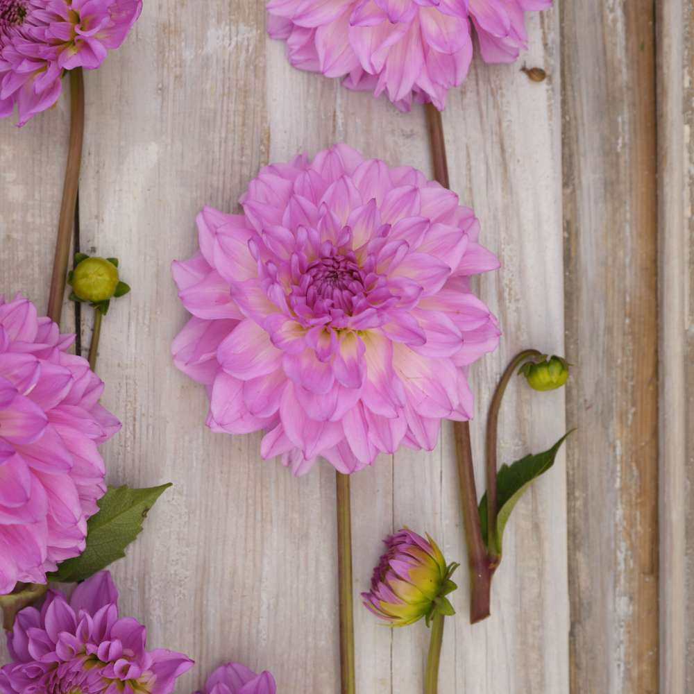 Dahlia 'Pink Ardour'